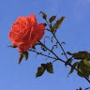 Meet your Posher, Kazia